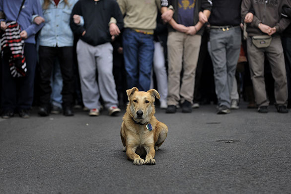 10-December-2009-A-stray--017