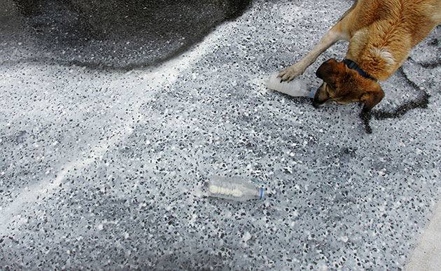 6-April-A-dog-drinks-from-018