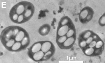 Mono-lake-microbe