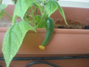 cucumber