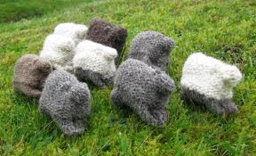 sheep