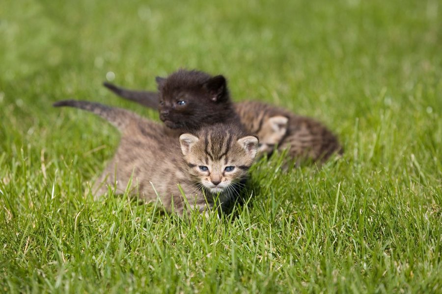 Man fined with €270,000 for abandoning nine kittens